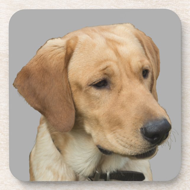 Gelbes Labrador retriever Getränkeuntersetzer (Vorderseite)