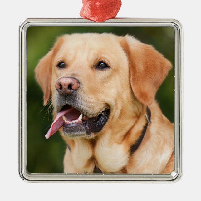 Gelbes Labrador Retriever Hund - Labrador Ornament Aus Metall (Vorne)