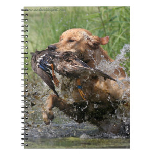 Gelbes Labrador retriever mit Ente Notizblock