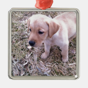 Gelbes Labrador retriever Ornament Aus Metall