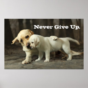 Gelbes Labrador retriever Poster