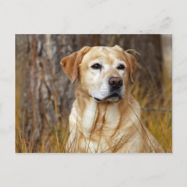 gelbes Labrador Retriever Postkarte (Vorderseite)