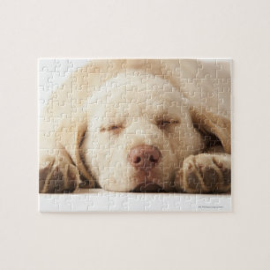 Gelbes Labrador retriever Puzzle