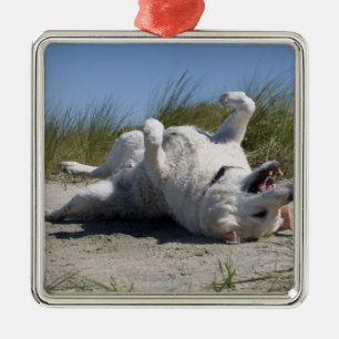 Gelbes Labrador retriever Silbernes Ornament