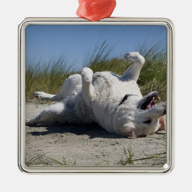 Gelbes Labrador retriever Silbernes Ornament (Vorne)