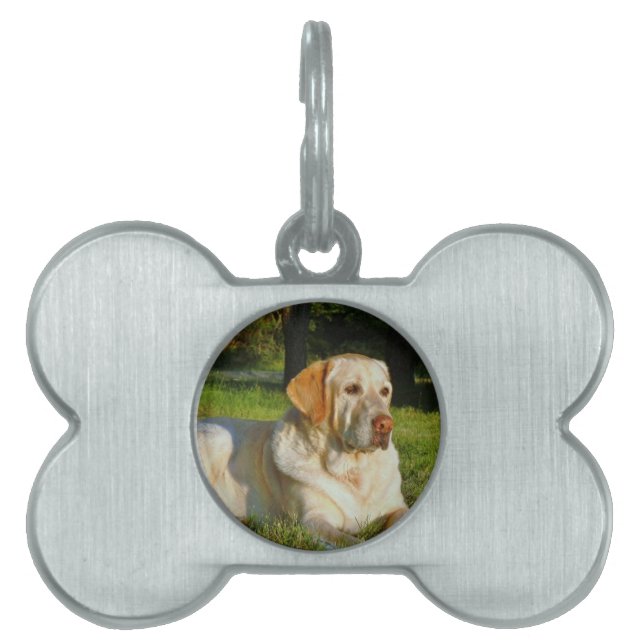 Gelbes Labrador retriever Tiermarke (Vorderseite)