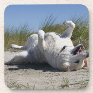 Gelbes Labrador retriever Untersetzer