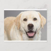 Gelbes Labrador Retriever Welpe Hunde Leere Postka