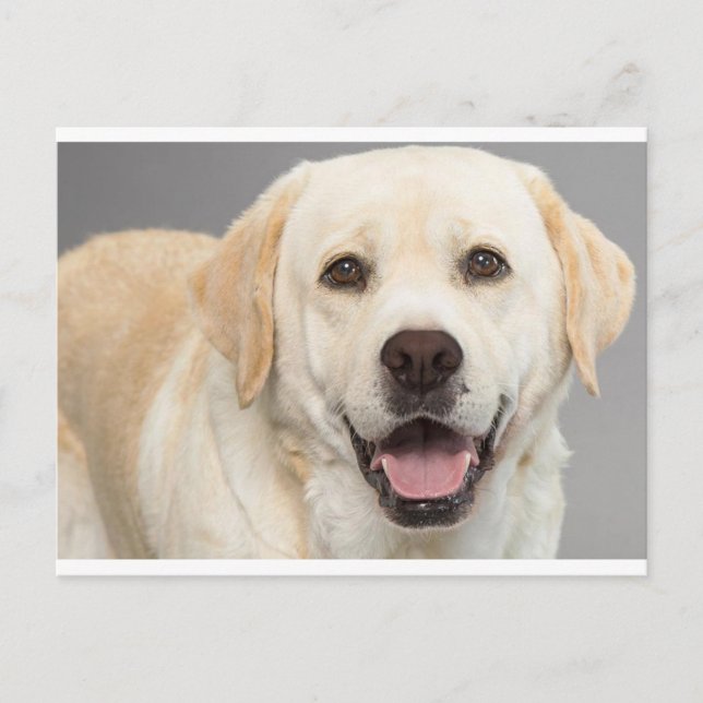 Gelbes Labrador Retriever Welpe Hunde Leere Postka Postkarte (Vorderseite)
