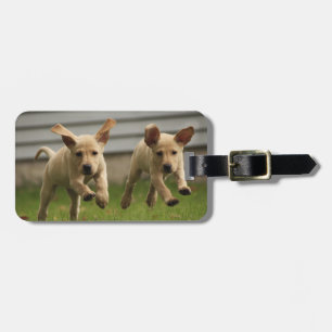 Gelbes Labrador-Welpen-Laufen Gepäckanhänger