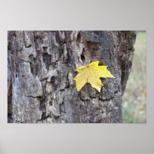 Gelbes Leaf auf Baumposter Poster