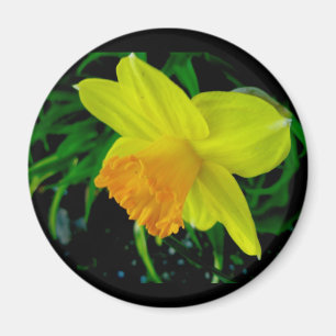 Gelbes Orangen-Daffodiemagnet Magnet