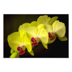 Gelbes Orchid - Foto drucken