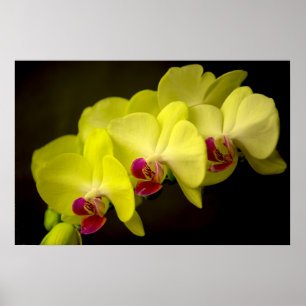 Gelbes Orchid - Poster