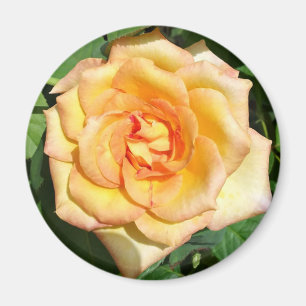 Gelbes Rose Foto Rundmagazin Magnet