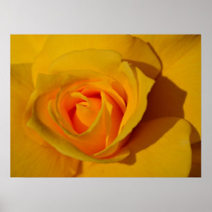 Gelbes Rose, orange Rose, romantische Rose Poster