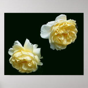 Gelbes Rosenblumenpaar Poster