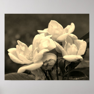 Gelbes Rosentrio in Sepia-Tönung Poster