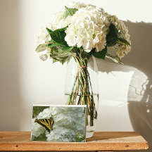 Gelbes Schmetterling auf weißem Phlox-Beileid