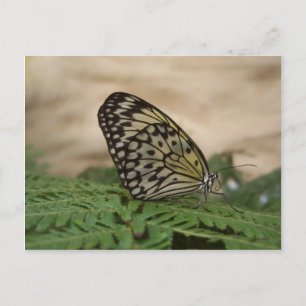 Gelbes Schwarz und glänzende Schmetterlinge Postkarte