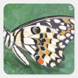 Gelbes Schwarzes und Weiß-Schmetterling auf der li Quadratischer Aufkleber