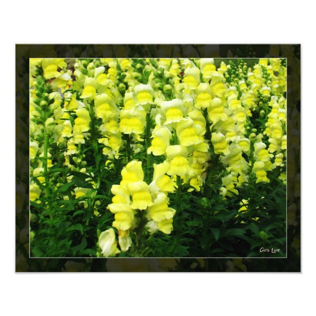 Gelbes Snapdragon Field-Foto Fotodruck (Vorne)