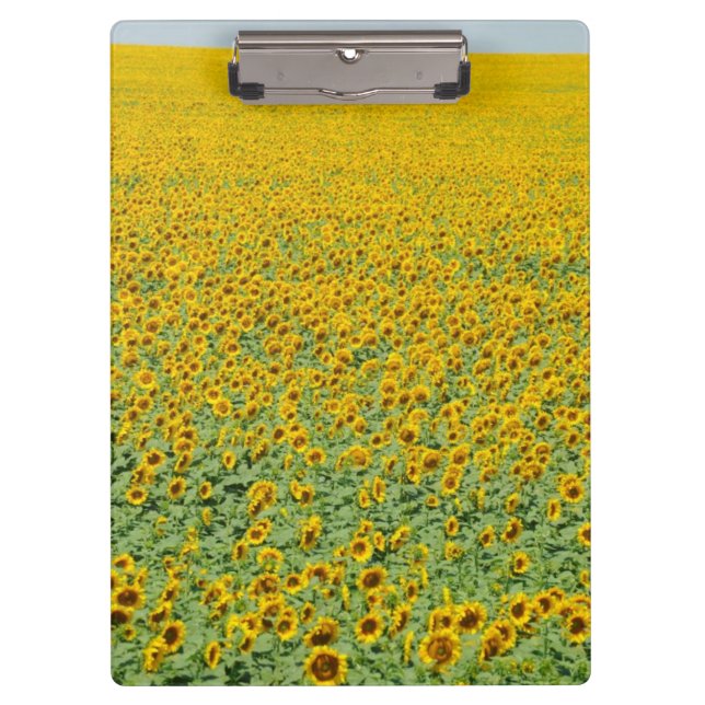 Gelbes Sonnenblume-Feld Klemmbrett (Vorderseite)