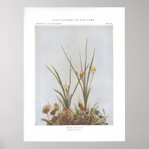 Gelbes Sterngras - Hypoxis hirsuta Poster