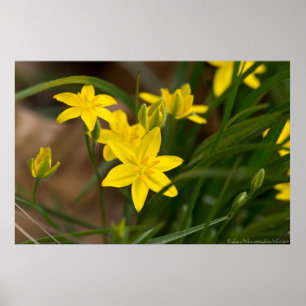 Gelbes Sterngras in einem Brise-Poster Poster