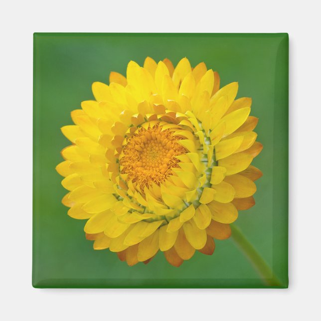 Gelbes Strawflower Square Magnet (Vorne)