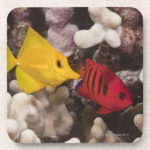 Gelbes Tang Getränkeuntersetzer