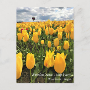 Gelbes Tulip-Feld mit Heißluftballon Postkarte