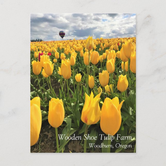 Gelbes Tulip-Feld mit Heißluftballon Postkarte (Vorderseite)