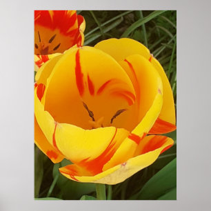 Gelbes Tulip-Poster Poster