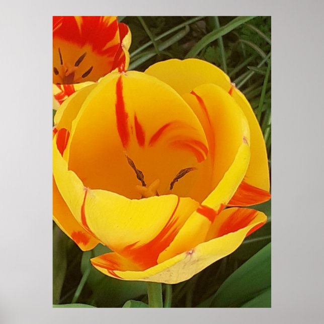 Gelbes Tulip-Poster Poster (Vorne)