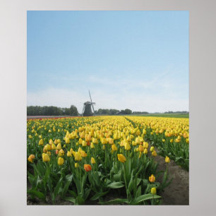Gelbes Tulpe-Blumen-Feld Holland Poster