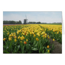 Gelbes Tulpe-Blumen-Feld und Windmühle in Holland