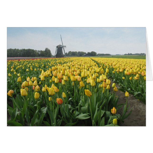 Gelbes Tulpe-Blumen-Feld und Windmühle in Holland (Vorderseite (Horizontal))