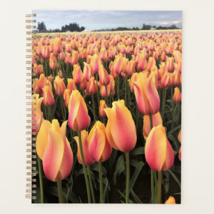 Gelbes und rosa Tulip Field, Oregon Planer