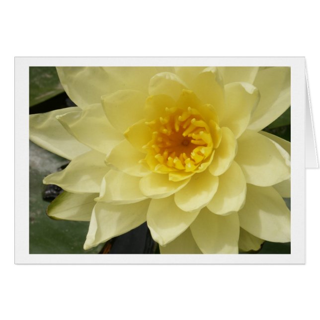 Gelbes Wasser-Lilien-Karte (Vorderseite (Horizontal))