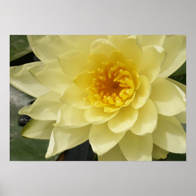 Gelbes Wasser-Lippen-Poster Poster (Vorne)