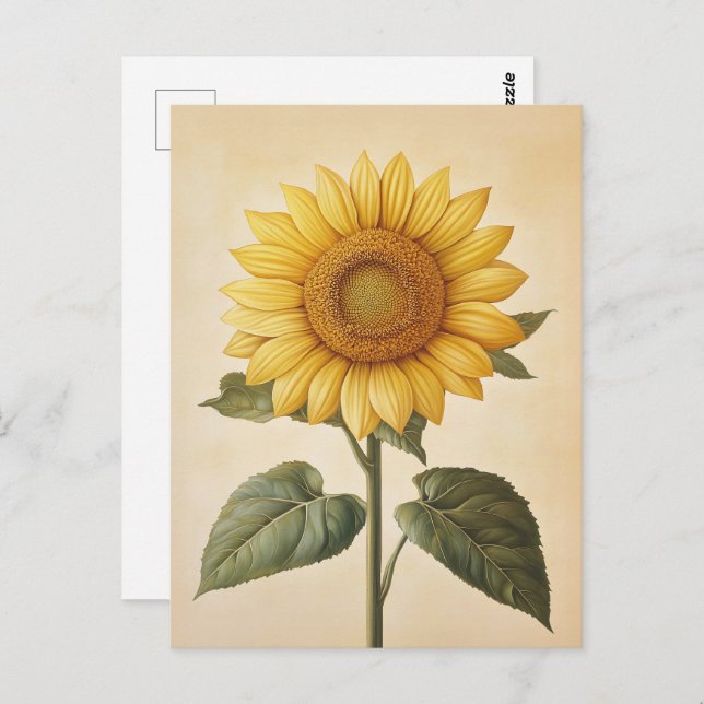 Gelbfarbener Sonnenblumenhintergrund Postkarte (Vorne/Hinten)