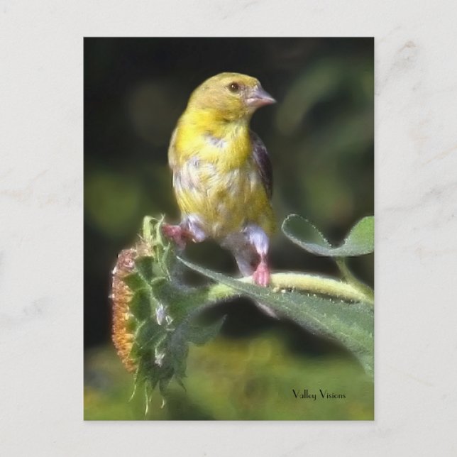 Gelbfinch Postkarte (Vorderseite)