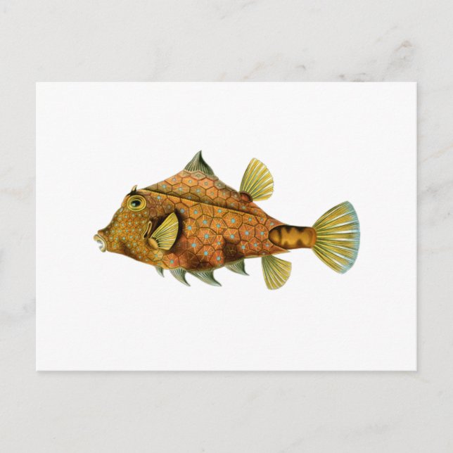 Gelbfisch Postkarte (Vorderseite)