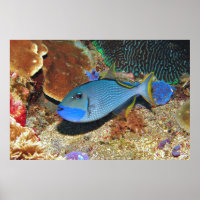 Gelbflossen-Triggerfisch