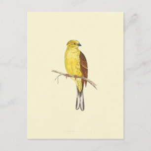 Gelbfuß-Ammer-Vogel Vintage-Illustration Postkarte