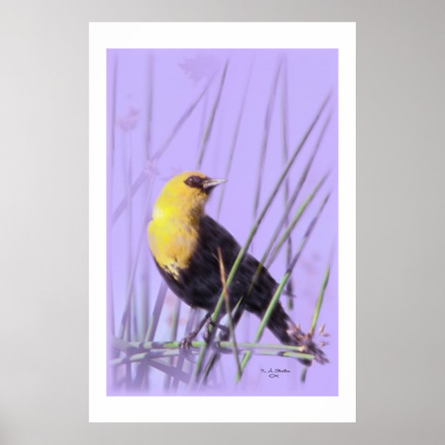 Gelbgeheuchter Schwarzvogel...drucken. Poster (Vorne)