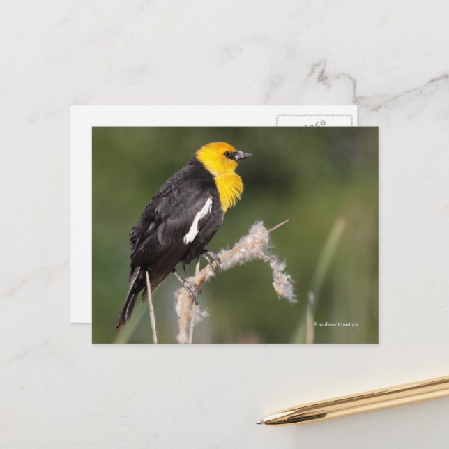 Gelbgeheuchter Schwarzvogel-Songbird in Marsh Postkarte (Vorderseite/Rückseite Beispiel)