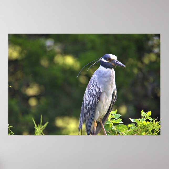 Gelbgekröntes Night-Heron-Poster Poster (Vorne)
