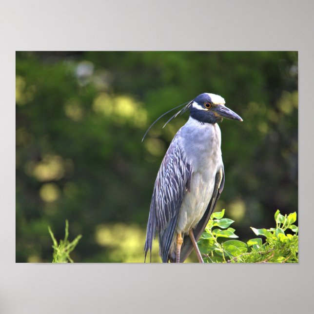 Gelbgekröntes Night-Heron-Poster Poster (Vorne)